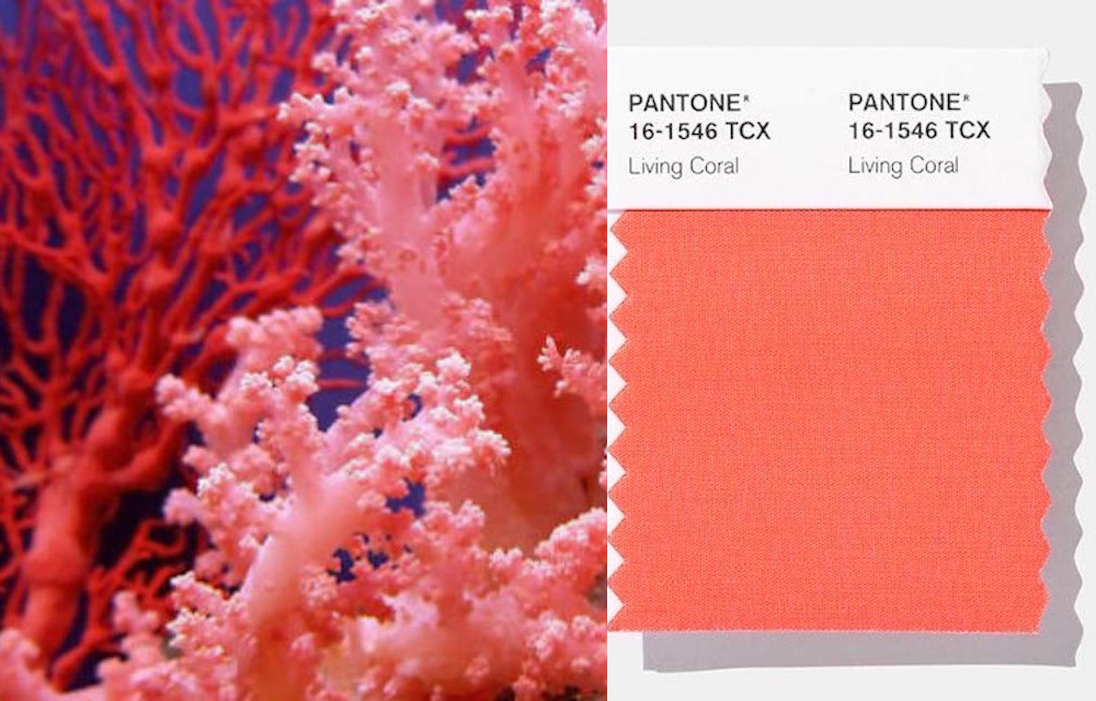 Институт цвета Pantone объявил коралловый цветом 2019 года - EvelinaKhromtchenkoEvelina Khromtchenko